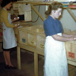 Davidson Co-op Egg Candling Plant, <br />16 September 1944