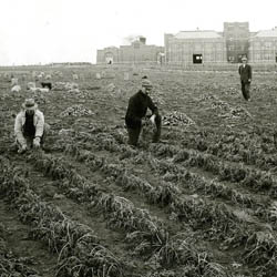 Field Crops - Harvesting Carrots, [ca.1920]