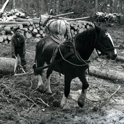 Logging Operation, October 1956