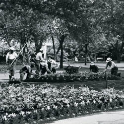 Gardeners at Work, [ca. 1950]