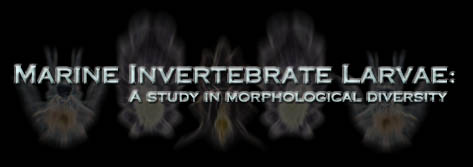 Marine Invertebrate Larvae: A Study in Morphological Diversity