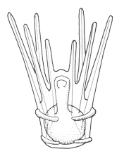 image: Echinoid Pluteus