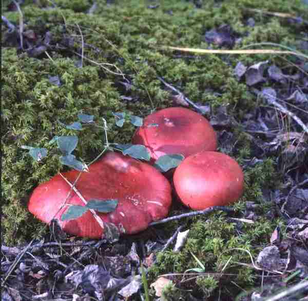 Cluster of red mushrooms.