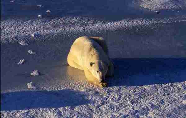 Polar bear prone on ice.