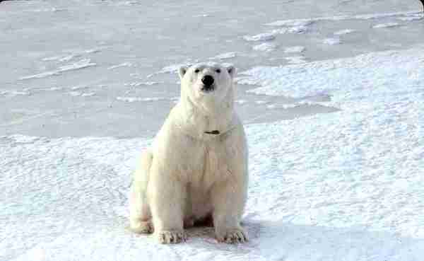 Polar bear sitting on ice.