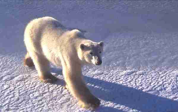 Polar bear walking on ice.
