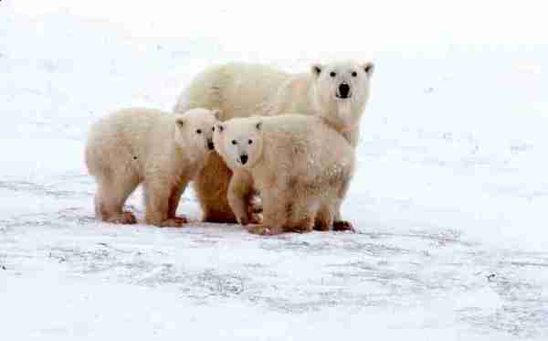 Three bears huddled together on ice.