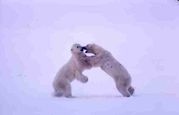 Two bears play fighting. - Series.