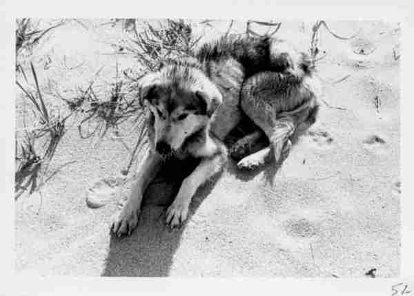 Dog with porcupine needles, Sandy Point B.L. 7/71