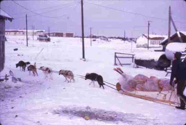 Dog team pulling caribou. 12/70