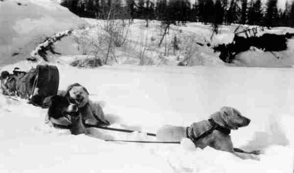Hare Dog team with Toboggan on Trail