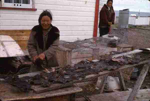 "Eskimo Woman drying caribou meat"