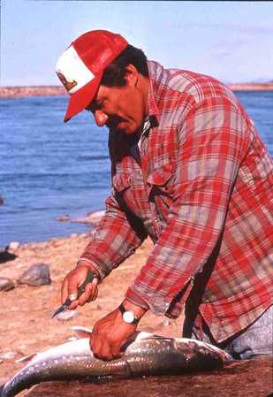 Adult Inuk male filleting Arctic trout.