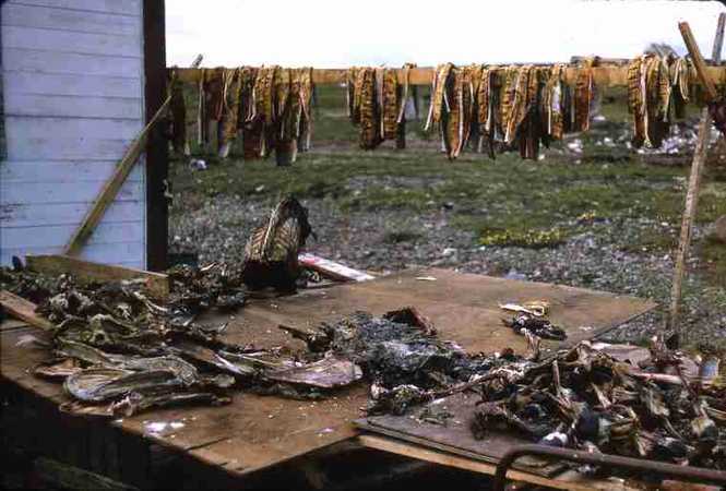 Drying Caribou Meat and Fish