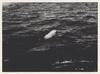 Beluga Whale, Institute for Northern Studies fonds