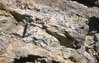 Silurian Lower Ronning showing "algal head" in stromatolitic chert, W.O. Kupsch fonds
