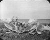 Whale Bones, Chesterfield Inlet., Department of Physics fonds