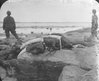 Walrus heads on rocks, Chesterfield Inlet., Department of Physics fonds