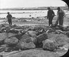 Walrus meat on rocks, Chesterfield Inlet., Department of Physics fonds