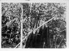 Unmarked grave at  Fort Chipewyan, Alberta., Institute for Northern Studies fonds