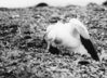 Snow Goose, Institute for Northern Studies fonds