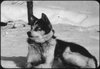 Sled Dog, Institute for Northern Studies fonds