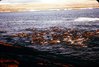 Walrus Herd in Water, Institute for Northern Studies fonds