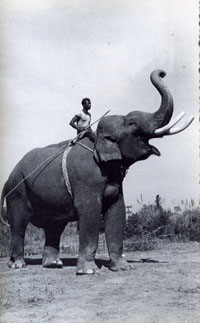 Lal Bahdur/The Elephant who killed a Deputy Commisioner