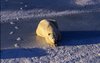 Polar bear prone on ice., Hans Dommasch fonds