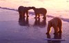 Three polar bears standing on ice., Hans Dommasch fonds