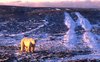 Polar bear standing on rocky landscape., Hans Dommasch fonds
