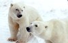 Two polar bears standing on ice., Hans Dommasch fonds