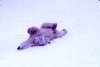 Polar bear rolling on ice., Hans Dommasch fonds