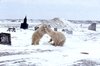 Two polar bears playing [in camp]., Hans Dommasch fonds