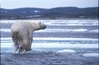 Nanook, ice bear., Hans Dommasch fonds