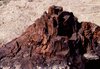 Fossilized tree stump., Hans Dommasch fonds