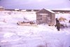 Caribou carcass being hauled by dog team from aircraft to house at B.L. 12/70, R.M.  Bone  fonds