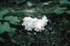 White Fungus, Institute for Northern Studies fonds