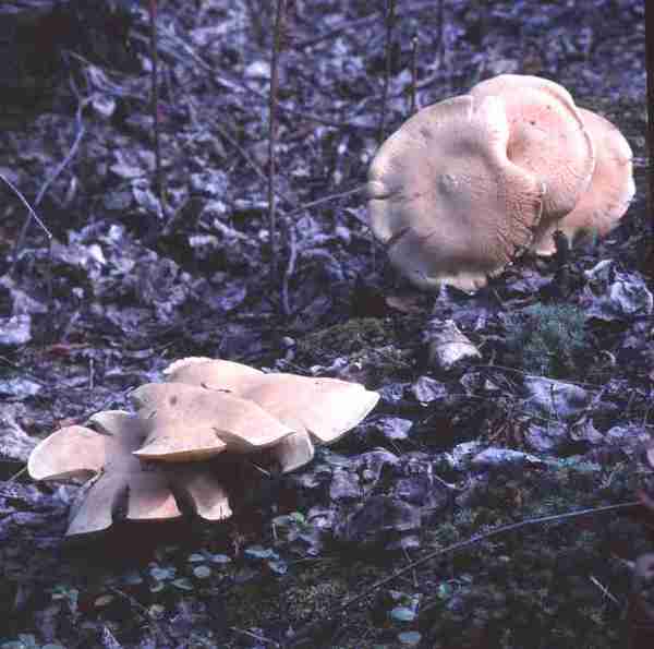 Cluster of mushrooms.