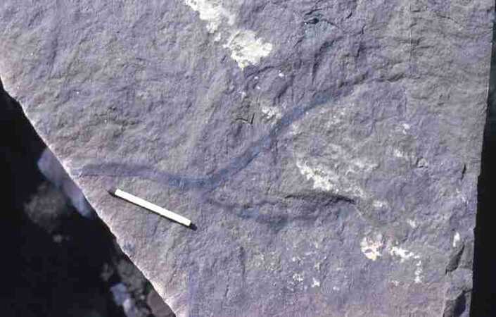 Fucoidal marking on siltstone of Blind Fiord formation.