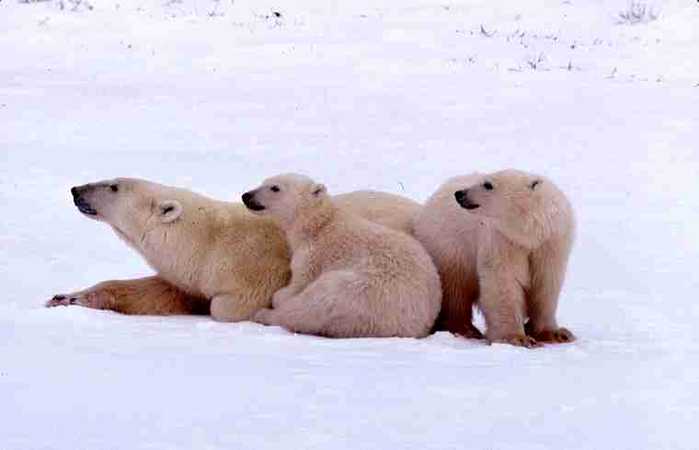 Three bears lying on ice.					