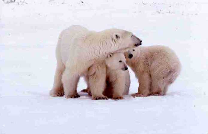 Three bears huddled together on ice.				