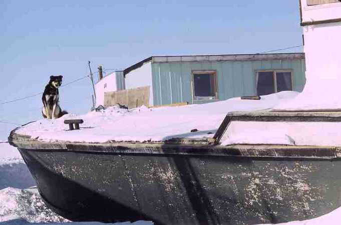 Dog sitting on ice-filled deck of boat.																																																																													